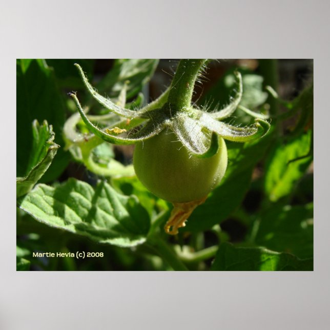 Affiche Budding Tomato (Devant)