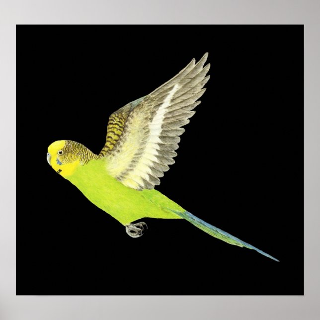 Affiche Budgerigar flying - Melopsittacus undulatus (Devant)