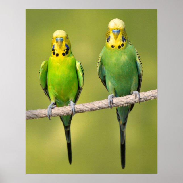 Affiche Budgerigars perchés sur une corde (Devant)