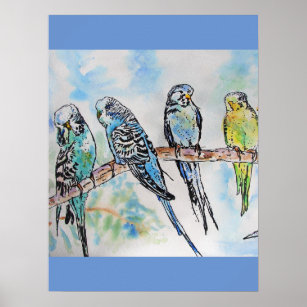 Affiche Budgie Budgies Peinture aquarelle Oiseau
