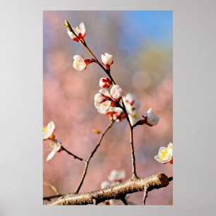 Affiche Buds De Fleurs Japonaises D'Apricot