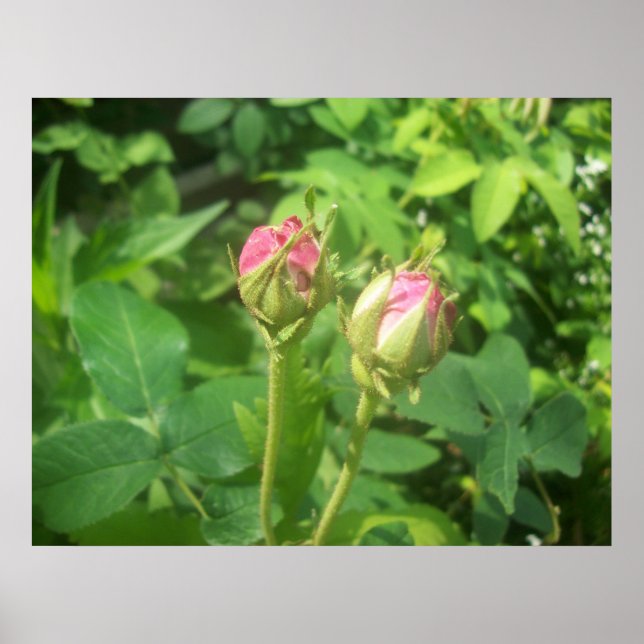 Affiche Buds roses (Devant)