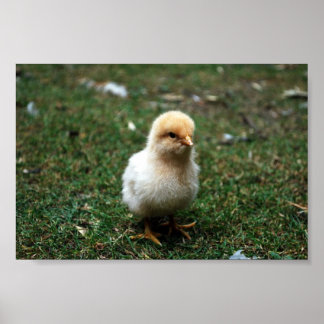 Affiche Buff Orpington Chick