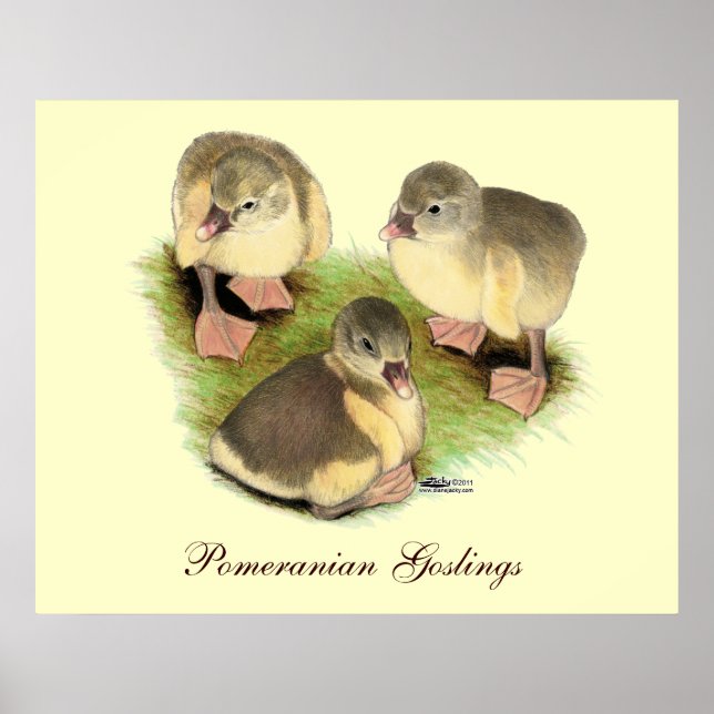 Affiche Buff Pomeranian Goslings (Devant)