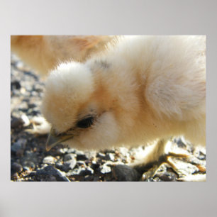 Affiche Buff Silkie poulet