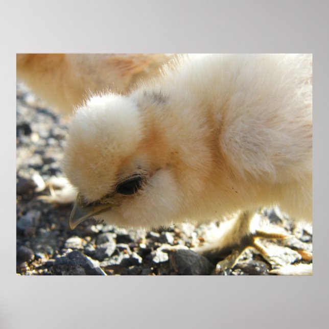 Affiche Buff Silkie poulet (Devant)