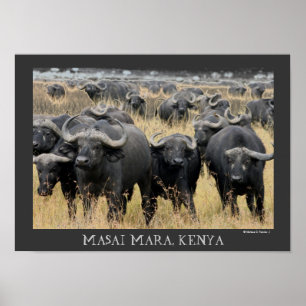 Affiche Buffalo africains de l'affiche de Mara de masai