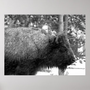 Affiche Buffalo at Yellowstone National Park