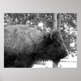 Affiche Buffalo at Yellowstone National Park