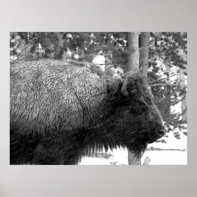 Affiche Buffalo at Yellowstone National Park (Devant)
