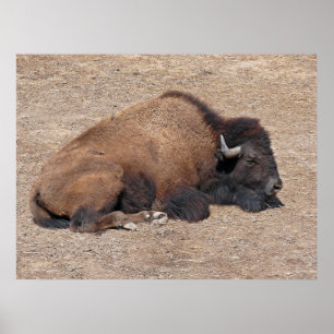 Affiche Buffalo d'eau asiatique domestique