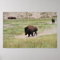 Buffalo en mouvement, Photographie