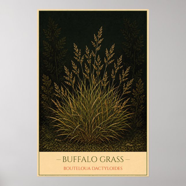 Affiche Buffalo Grass (Devant)