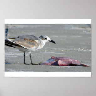 Affiche Buffet de marée