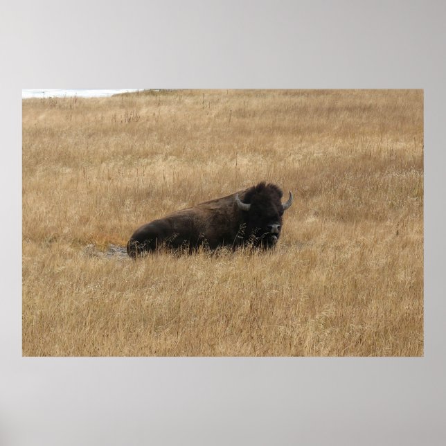 Affiche Buffle de repos (Devant)