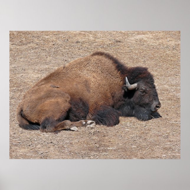 Affiche Buffle d'eau domestique asiatique (Devant)