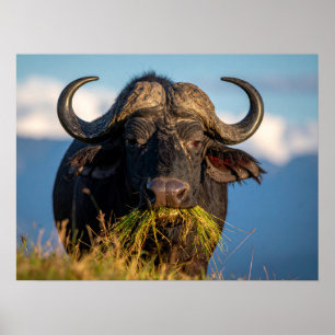 Affiche buffle mangeant de l'herbe