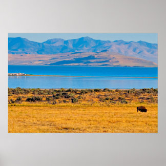 Affiche Buffle paissant, Grand Lac Salé, Utah