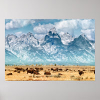 Buffle sous les montagnes du Grand Teton