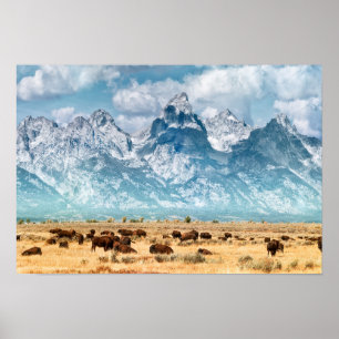 Affiche Buffle sous les montagnes du Grand Teton
