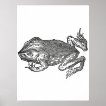 Bufo Rana aka Crapaud Bufo