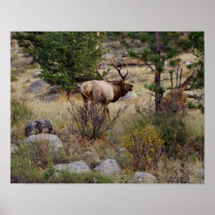 Affiche Buglage d'élans dans le parc national des Rocheuse