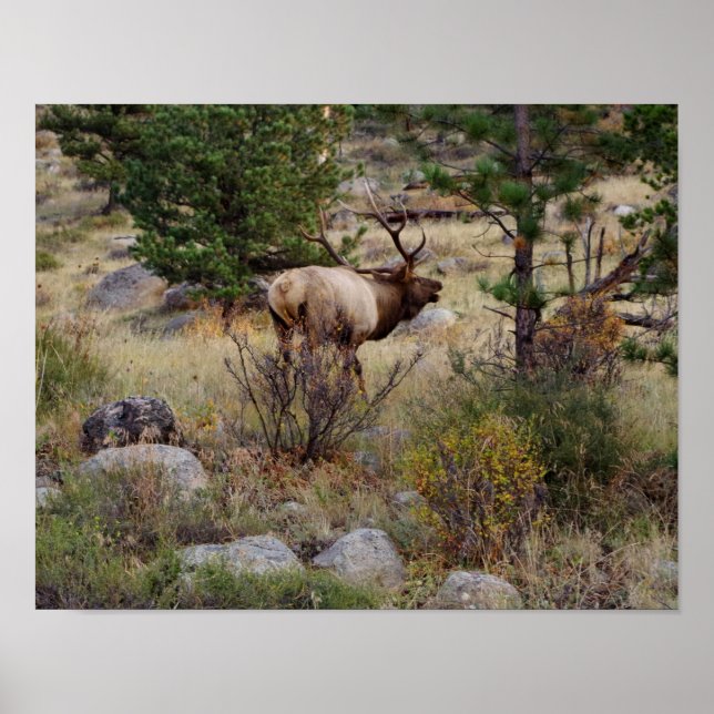 Affiche Buglage d'élans dans le parc national des Rocheuse (Devant)