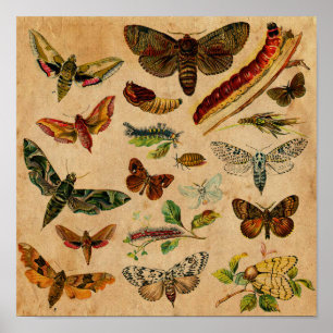 Affiche Bugs & Butterfly Antique Collection