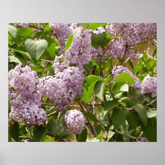 Affiche Buisson de lilas belles fleurs violettes de printe (Devant)