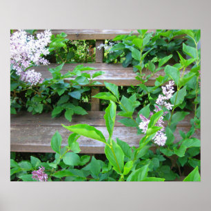 Affiche Buisson de lilas, fleurs poussant à travers de vie