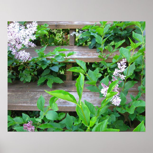Affiche Buisson de lilas, fleurs poussant à travers de vie (Devant)