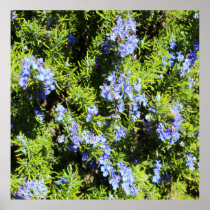 Affiche buisson fleurissant de romarin