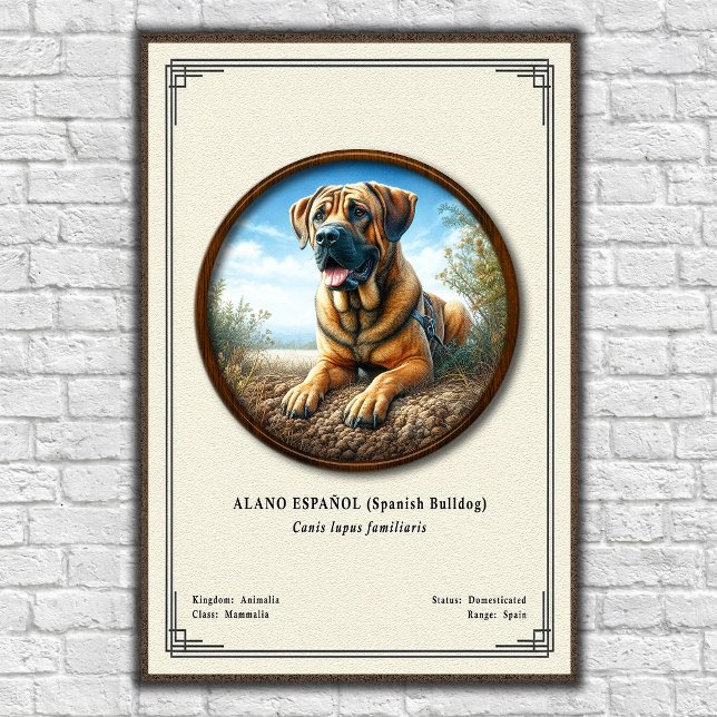 Affiche Buldogue Espagnol (Alano Español) Série de Zoologi (Créateur téléchargé)
