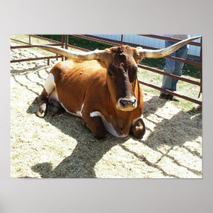 Affiche Bull Cow Long Horns Ranch rodéo de rodéo Animaux P