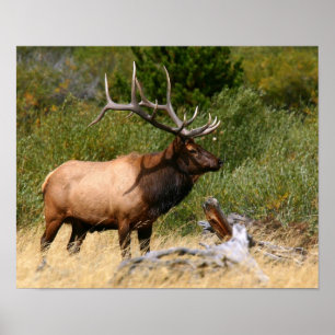 Affiche Bull Elk