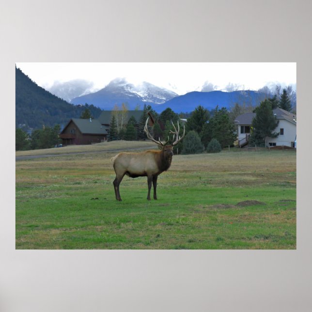 Affiche Bull Elk (Devant)