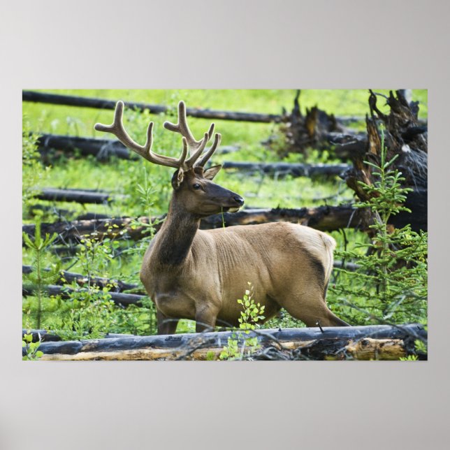 Affiche Bull Elk (Devant)