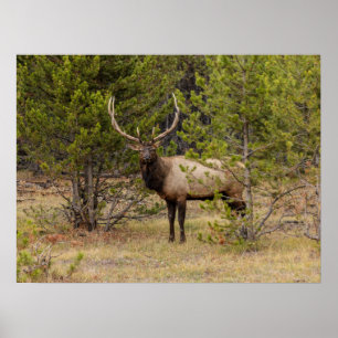 Affiche Bull Elk   Au parc national de Yellowstone