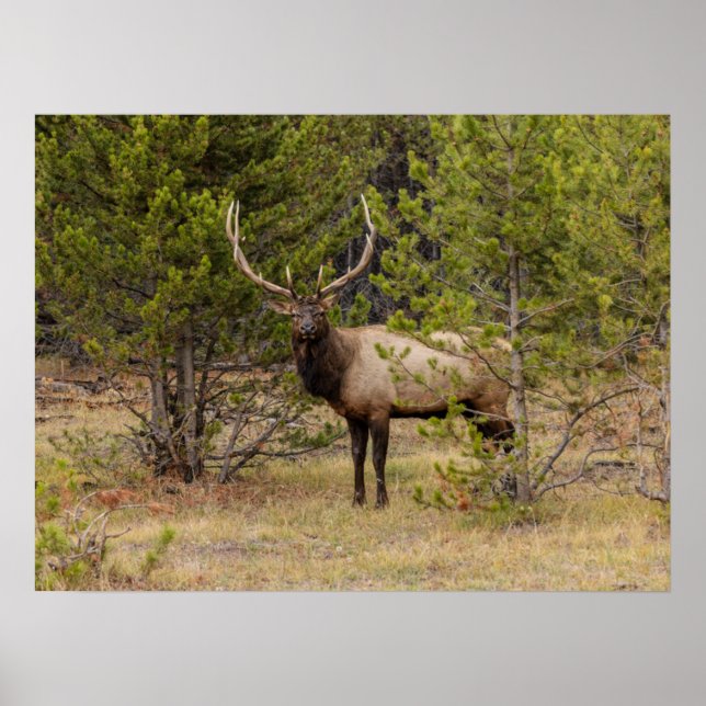 Affiche Bull Elk | Au parc national de Yellowstone (Devant)