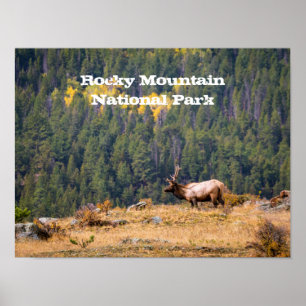 Affiche Bull Elk dans le parc national des Rocheuses Photo