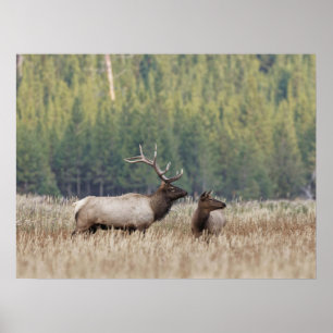 Affiche Bull Elk dans le pré Parc national de Yellowston