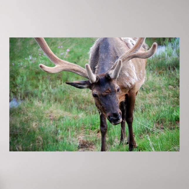 Affiche Bull Elk dans Velvet (Devant)