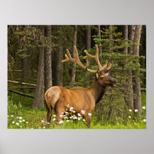 Affiche Bull Elk in Velvet, Canada