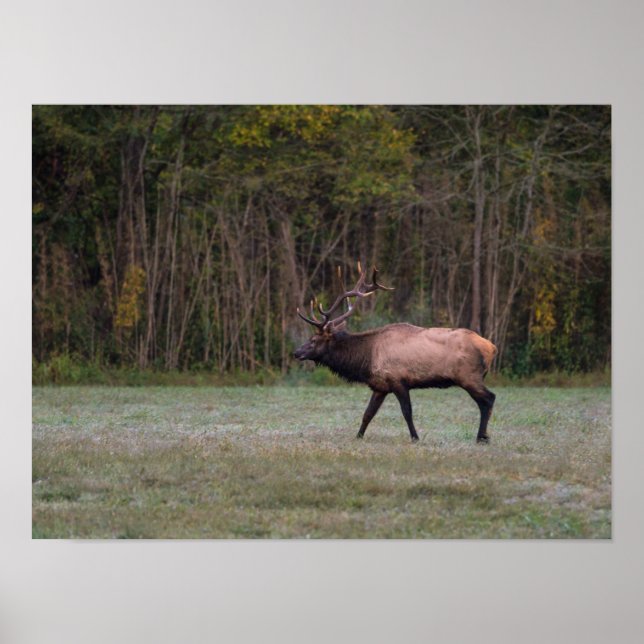 Affiche Bull Elk Morning Walk (Devant)