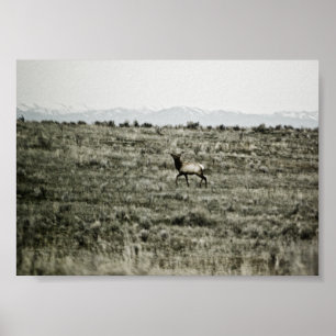 Affiche Bull Elk P2800 Imprimer
