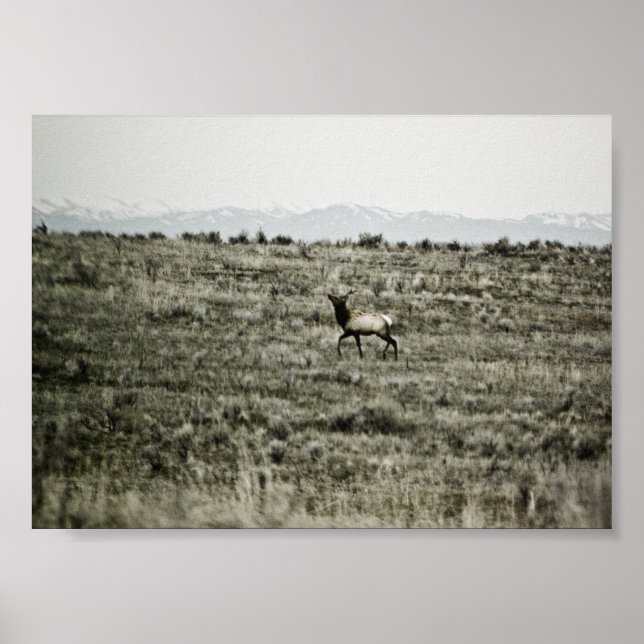 Affiche Bull Elk P2800 Imprimer (Devant)