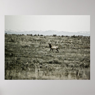 Affiche Bull Elk P2800 Imprimer