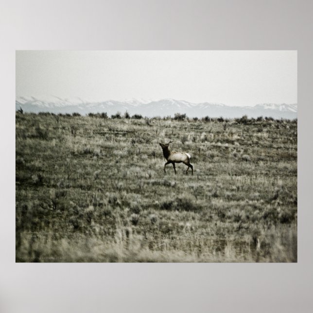 Affiche Bull Elk P2800 Imprimer (Devant)