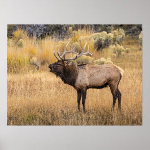 Affiche Bull Elk Parc national de Yellowstone