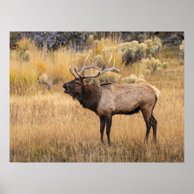Affiche Bull Elk | Parc national de Yellowstone (Devant)